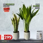 Clearance Sale Air Purifying Bundle NEW