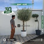 Olive Tree Premium from Spain 30 yr old 2.5m to 3m - Image 4