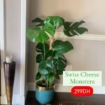 Big monstera NEW