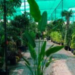 Travellers Palm 3m Big NEW