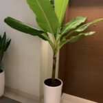 Banana Tree PROMO - Image 2