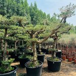 Olive Tree Bonsai Multiple Head Plants Dubai