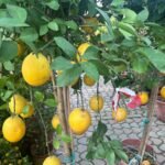 Lemon yellow in Nursery Pot Big Outdoor Plants UAE - Image 8