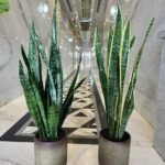 Snakeplant in Beige Buy 1 Take 1
