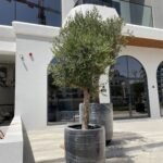 Olive XXL 2.5m in 60cm-70cm Fiber Pot