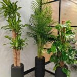 Office Plant 3pc Bundle Areca Monstera Fortune Plant