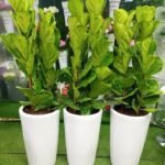 Fiddle Office Plants Bundle of 3pc in Ceramic Pot Promo|130cm