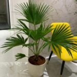Livistonia Each PROMO