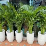 Office Plants Premium Holland Areca Bundle