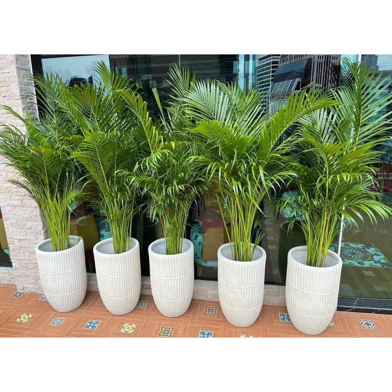 rn-image_picker_lib_temp_f8daeb81-639b-468e-bc78-378fb26782b1.jpg Office Plants Premium Holland Areca Bundle - Image 1