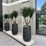 Outdoor Plant Yukka in Fiber Pot