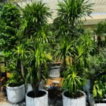 Yukka Multiple Head in fiber Premium Outdoor Plant