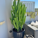 Cactus Giant Premium in Fiber Pot