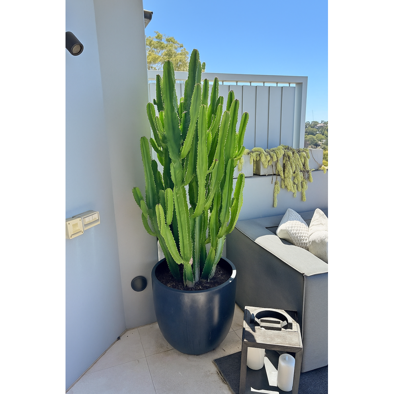 rn-image_picker_lib_temp_fd11e7e5-e7bb-44b0-8654-13ce87f7591e.png Cactus Giant Premium in Fiber Pot - Image 1