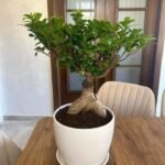 Bonsai in White Ceramic Plants Dubai