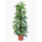 Schefflera Plant (Gold Capella, Dwarf umbrella tree) - Image 2