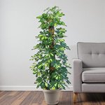 Schefflera Plant (Gold Capella, Dwarf umbrella tree) - Image 5