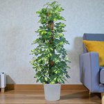 Schefflera Plant (Gold Capella, Dwarf umbrella tree) - Image 6