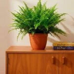 Nephrolepis Fern – Boston Fern - Image 8
