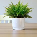 Nephrolepis Fern – Boston Fern - Image 4