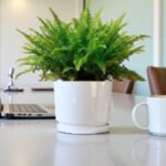 Nephrolepis Fern – Boston Fern - Image 6