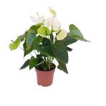 White Anthurium Plant - Image 2