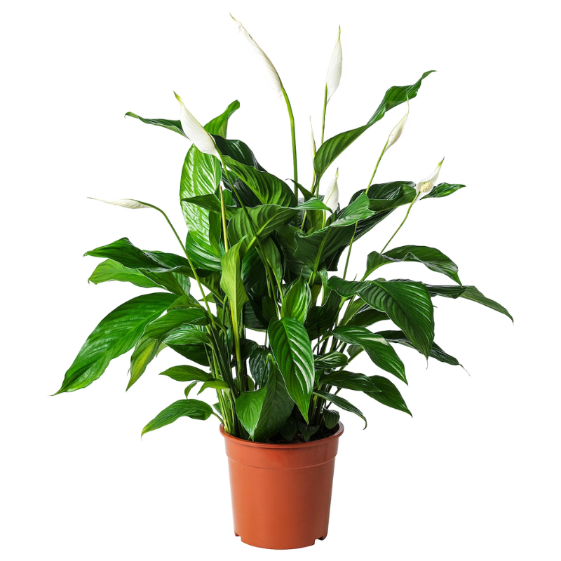 spathiphyllum1.png Spathiphyllum Plant - Peace Lily - White Sails - Spathe Flower - Image 1