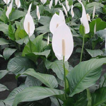 Spathiphyllum Plant - Peace Lily - White Sails - Spathe Flower - Image 4