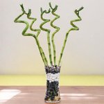 Spiral Lucky Bamboo in Decorative Glass Vase