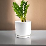 Zamioculcas Plant (ZZ Plant, Aroid Palm, Arum Fern) - Image 7