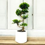 Ficus Bonsai S Shaped - Image 3