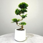 Ficus Bonsai S Shaped - Image 2