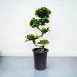 Ficus Bonsai S Shaped