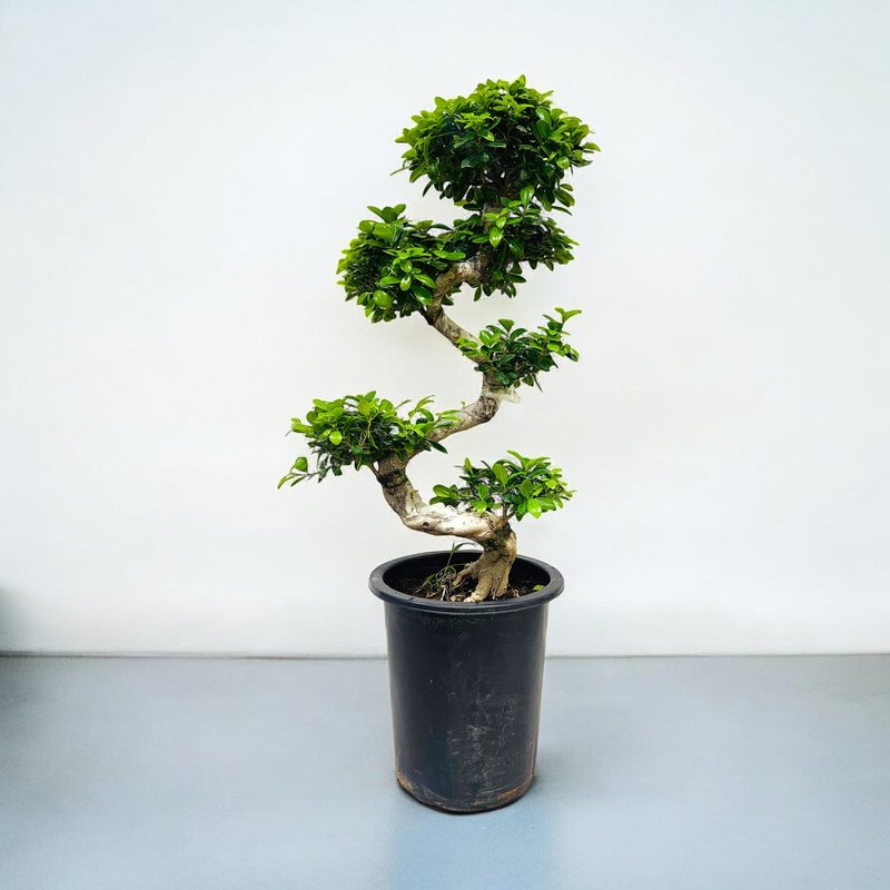 white-Photoroom-Photoroom-9.jpg Ficus Bonsai S Shaped - Image 1