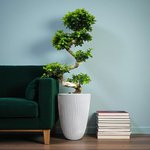 Ficus Bonsai S Shaped - Image 4