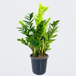 Zamioculcas Plant (ZZ Plant, Aroid Palm, Arum Fern) - Image 4