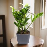 Zamioculcas Plant (ZZ Plant, Aroid Palm, Arum Fern) - Image 3