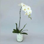White Orchid Beauty: A Graceful Vase Ensemble