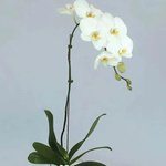 White Orchid Beauty: A Graceful Vase Ensemble - Image 2