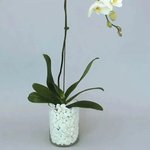 White Orchid Beauty: A Graceful Vase Ensemble - Image 3