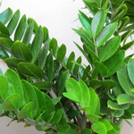 Zamioculcas Plant (ZZ Plant, Aroid Palm, Arum Fern) - Image 2